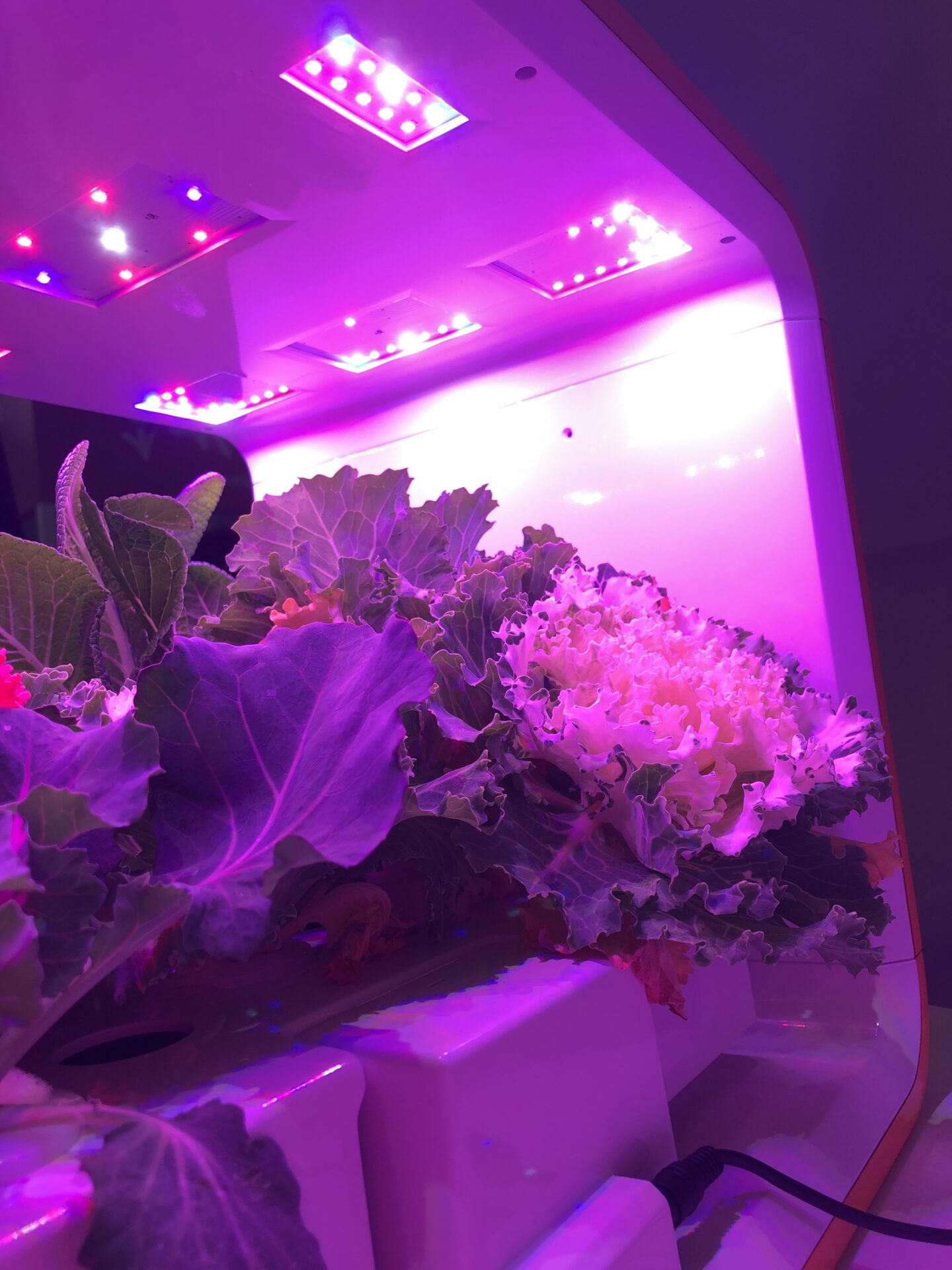 growgreen_hydroponic-system_home-grow_LED_grow-lights_08.4