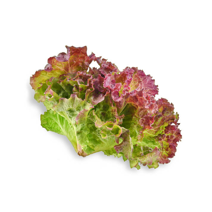 1 Red lettuce