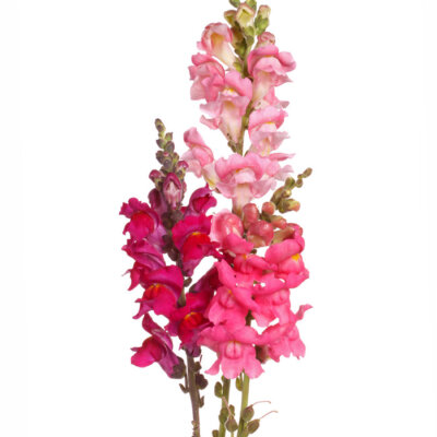 Stems of pink, red and purple shapdragon flowers isolated on whi