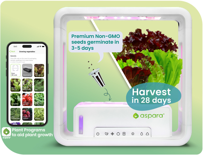 Lettuce grown with aspara Smart Grower can be harvested in just 28 days